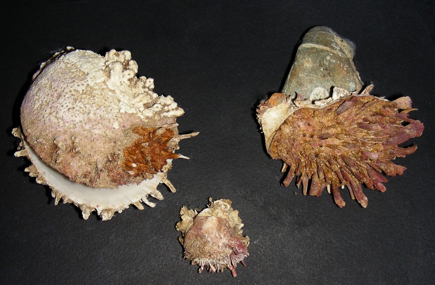 Spondylus gaederopus L. 1758 e sue varianti